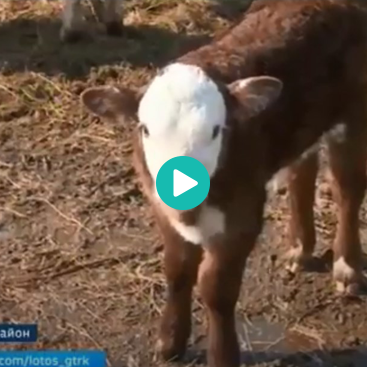 Эмбриональные технологии АО «Щелково Агрохим»