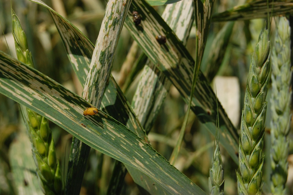 Тля на пшенице фото и борьба