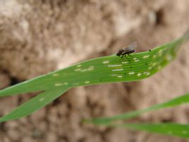 Ячменная минирующая муха