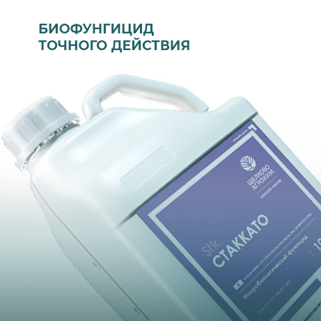 Новинка
