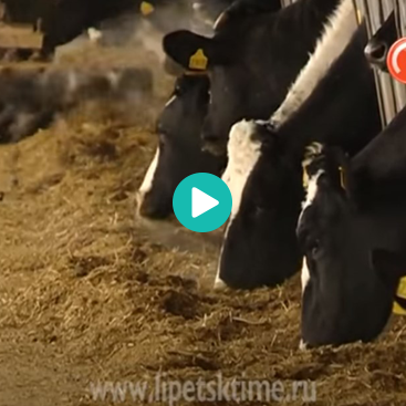 «Бетагран Липецк» на Телеканале «Липецкое Время». Декабрь 2014 г.