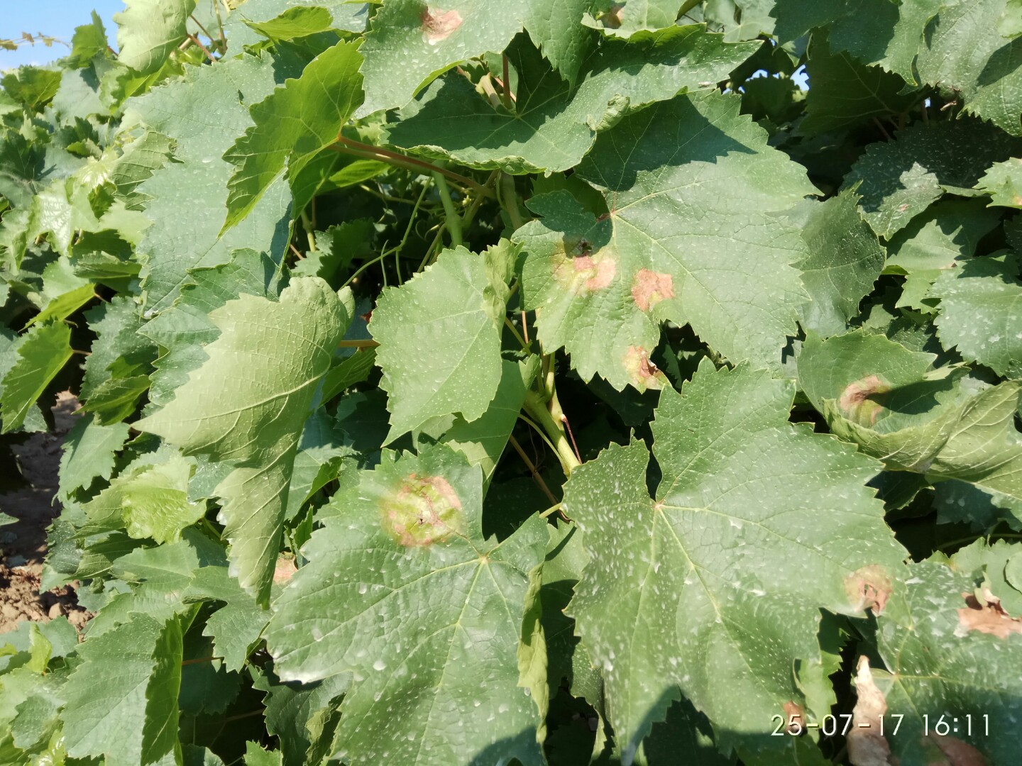 Новость: Фунгицидная система «Щёлково Агрохим» на виноградниках Тамани