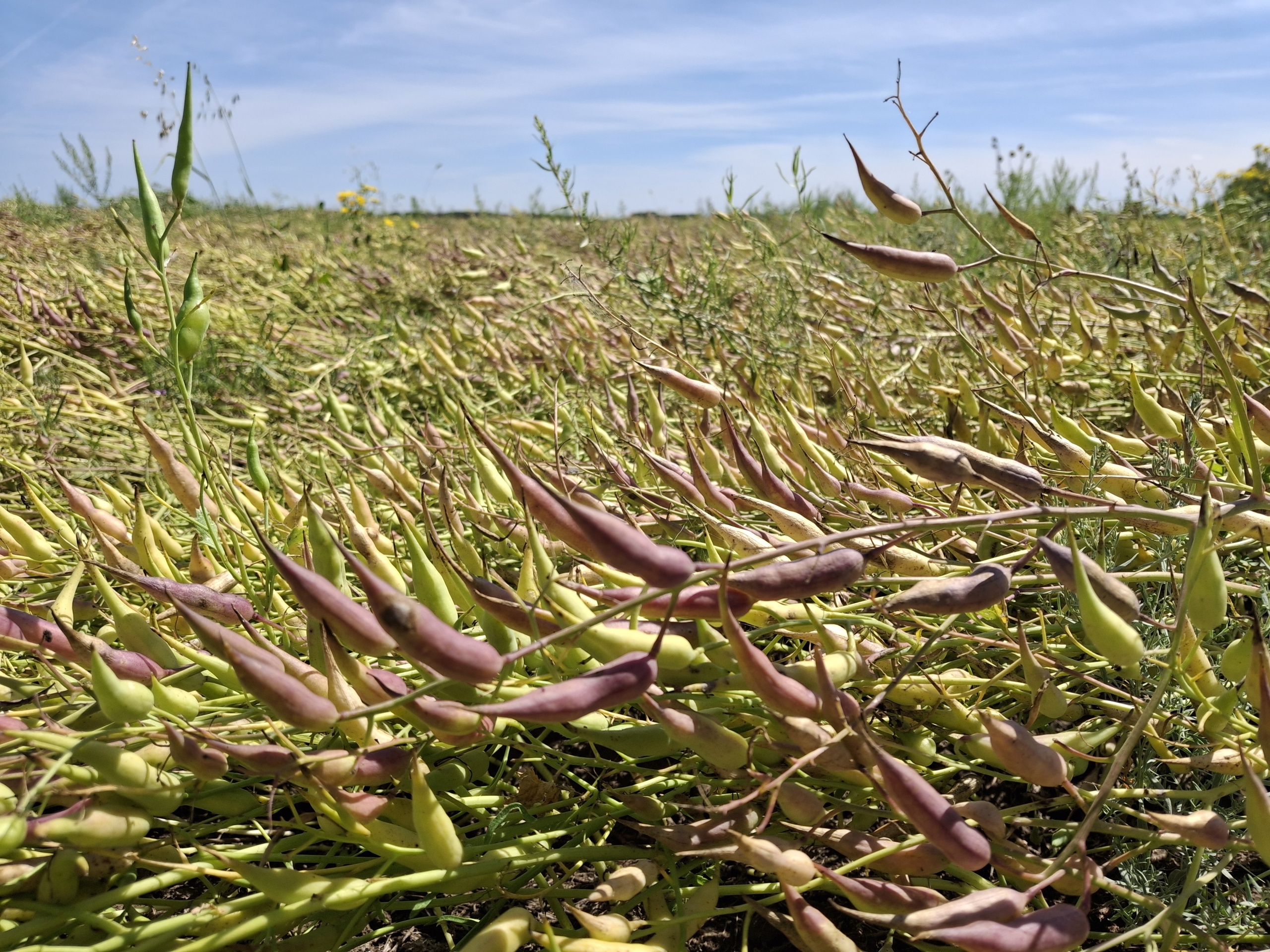 20250724_135330.jpg 20250724_135330.jpg