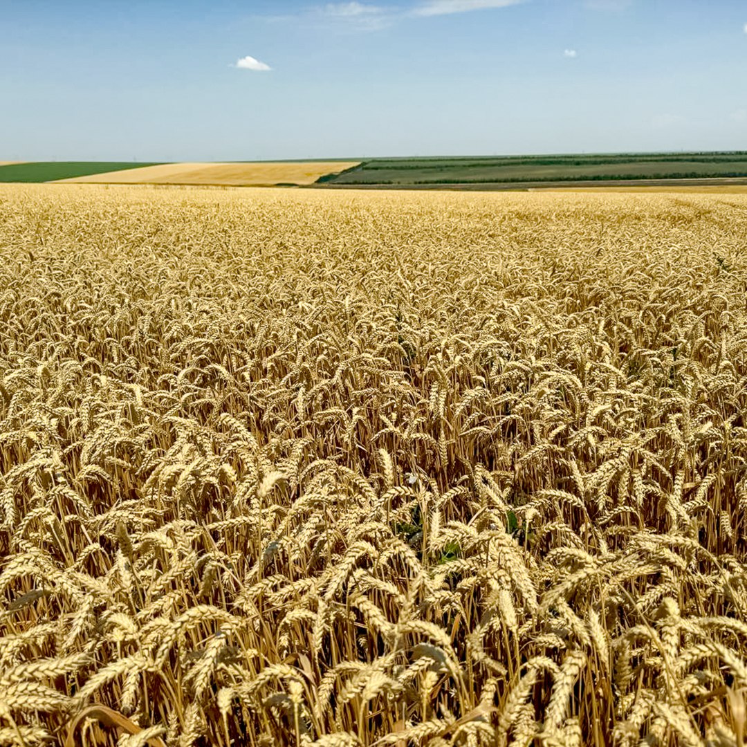 5203951469152303432.jpg 5203951469152303432.jpg