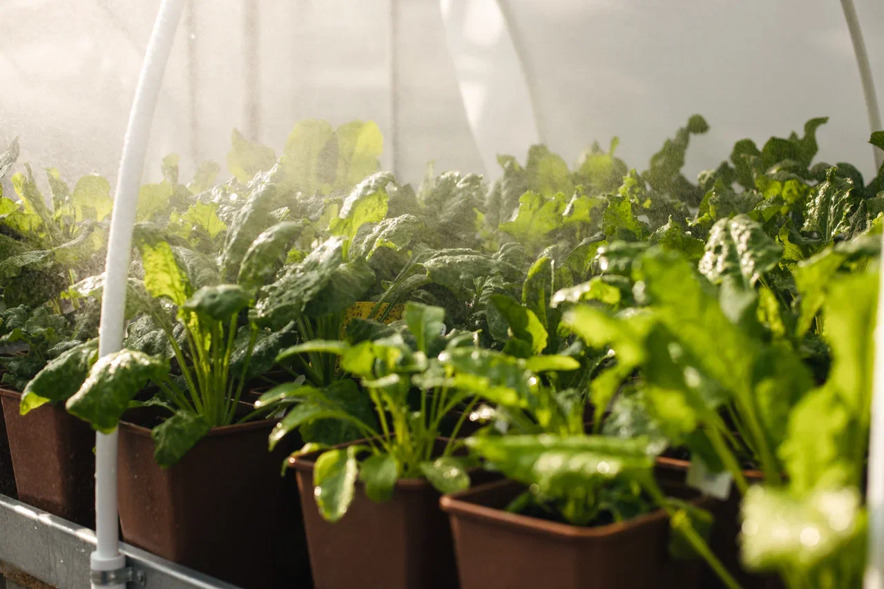 3ujqeah61b9xiahgiidp5r4606eatmyn.jpg 3ujqeah61b9xiahgiidp5r4606eatmyn.jpg