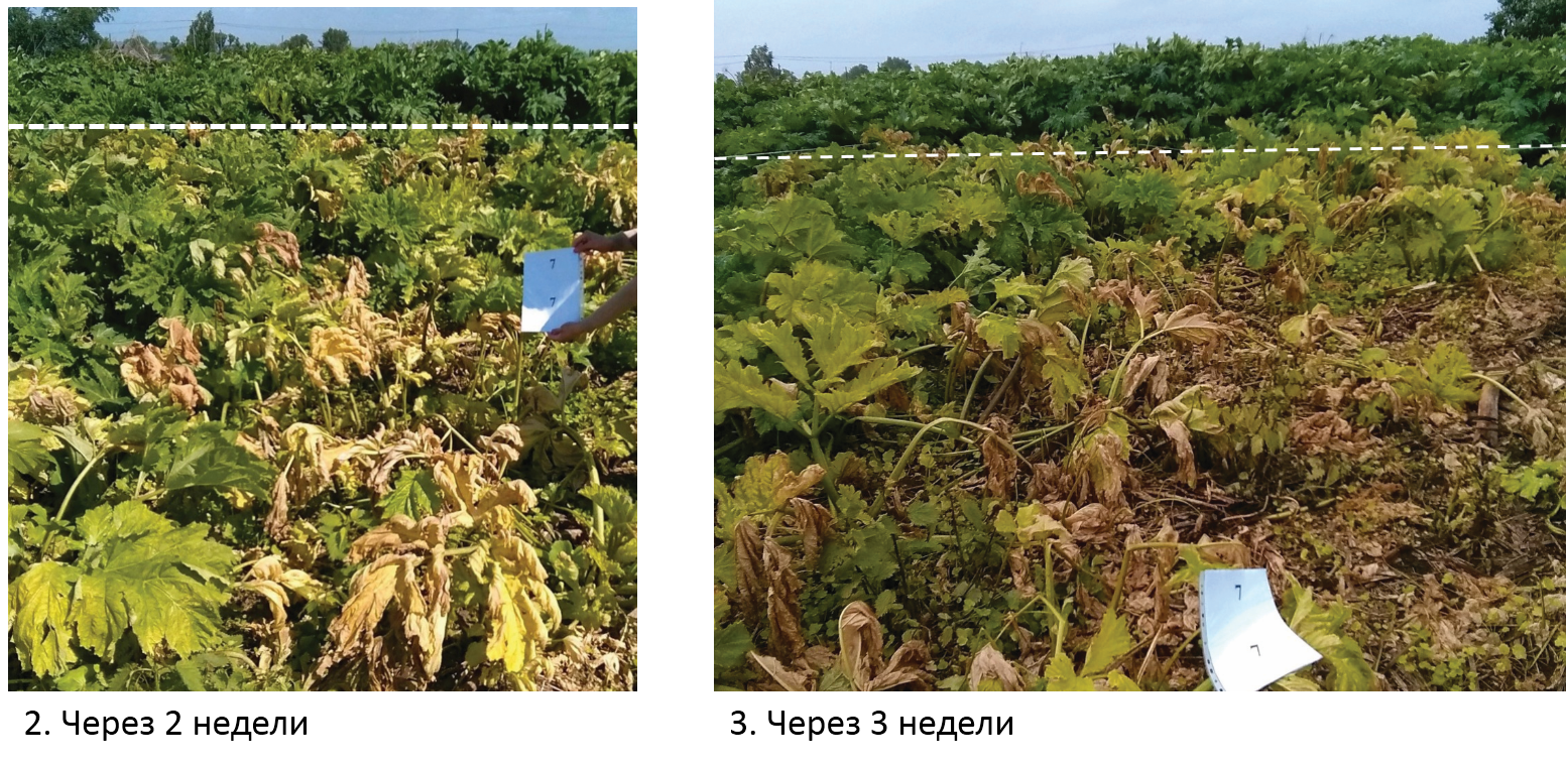 Спрут +Шквал.png