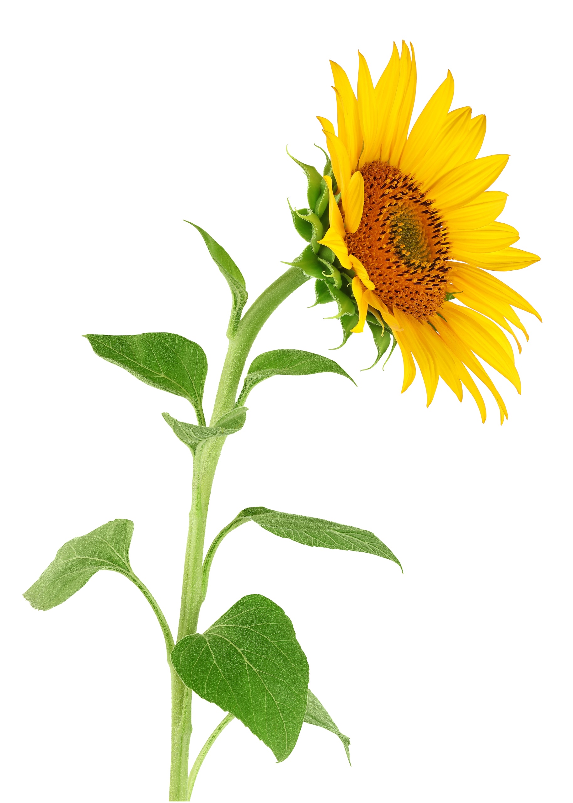 shutterstock_2674037537.jpg shutterstock_2674037537.jpg