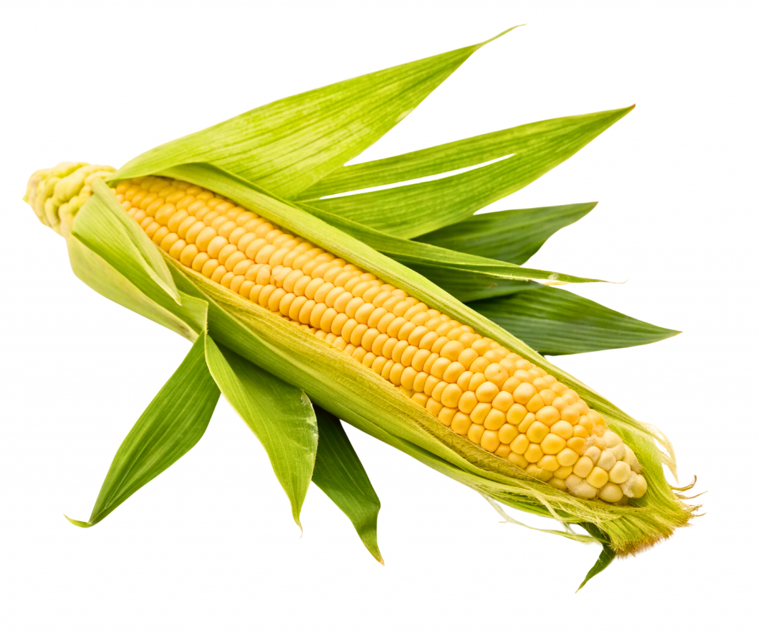 shutterstock_2707827341.jpg shutterstock_2707827341.jpg