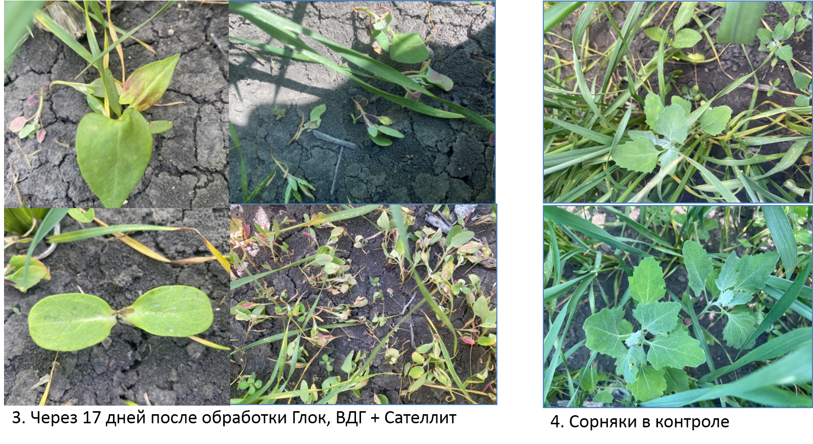 через 17 дней.png