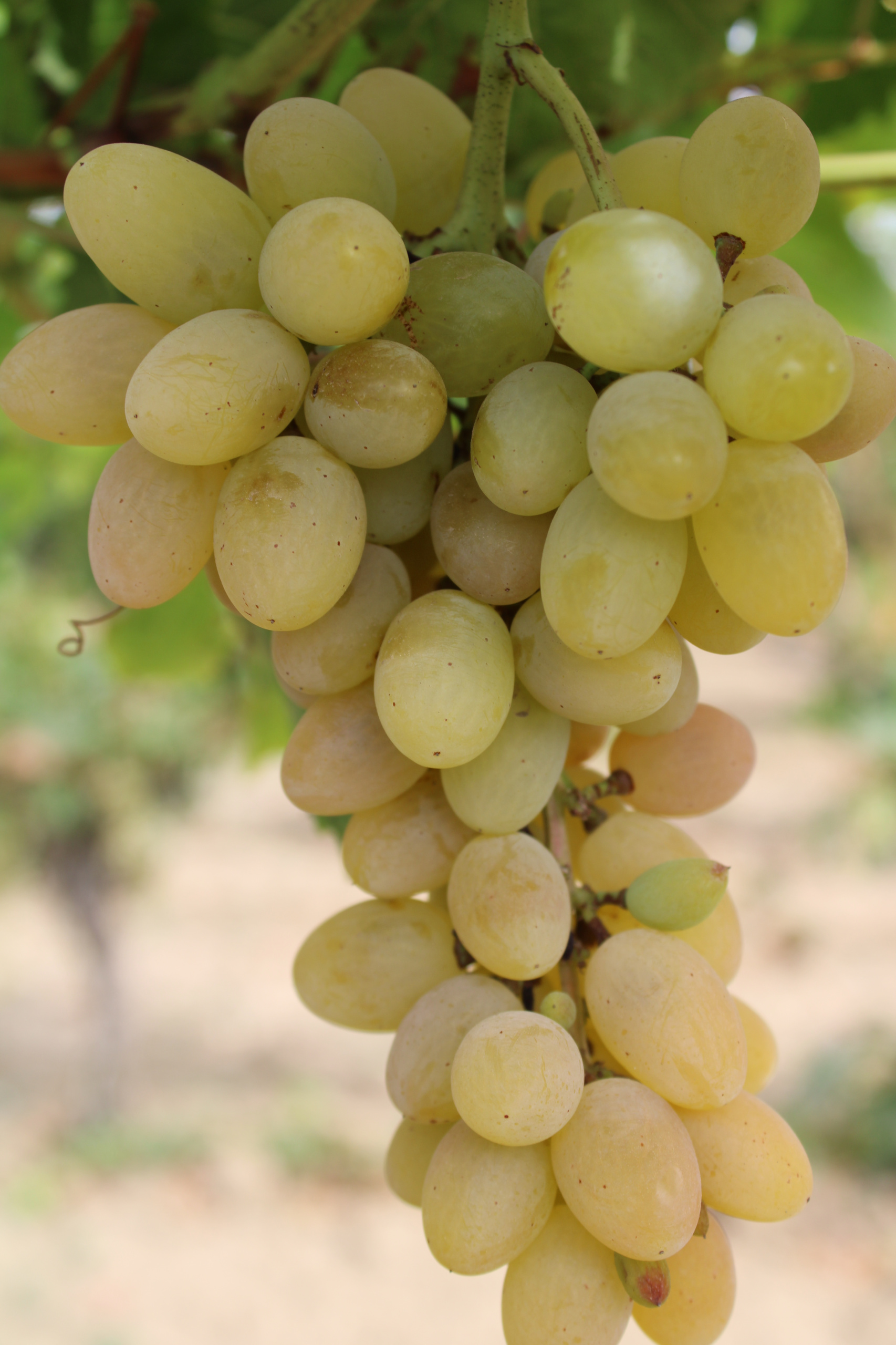 Новость: «Победная» система защиты винограда от вредителей
