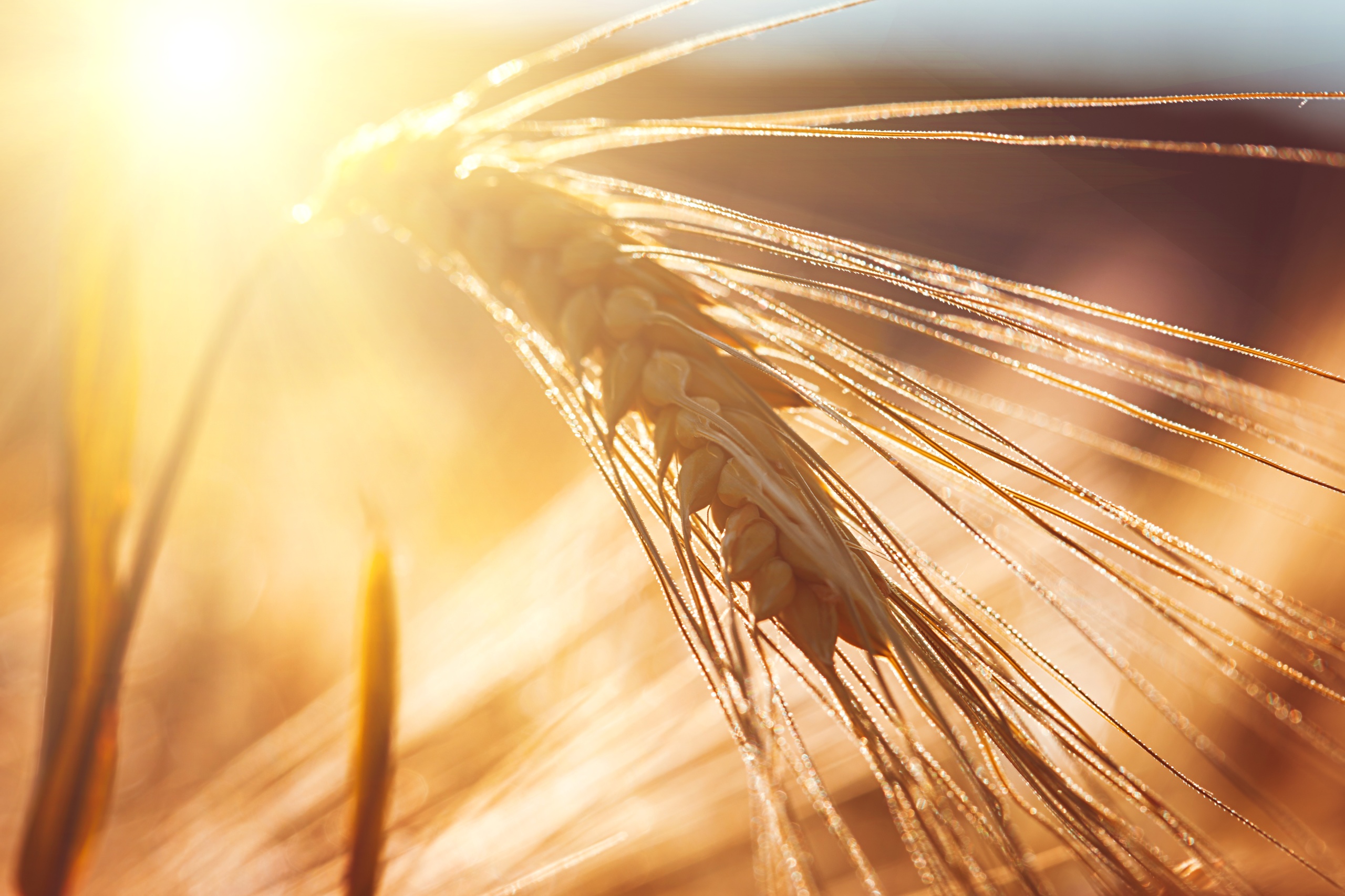 Пшеничное солнце. Колосья пшеницы. Пшеница фон. Колосья на фоне солнца. Колосья на фоне неба.
