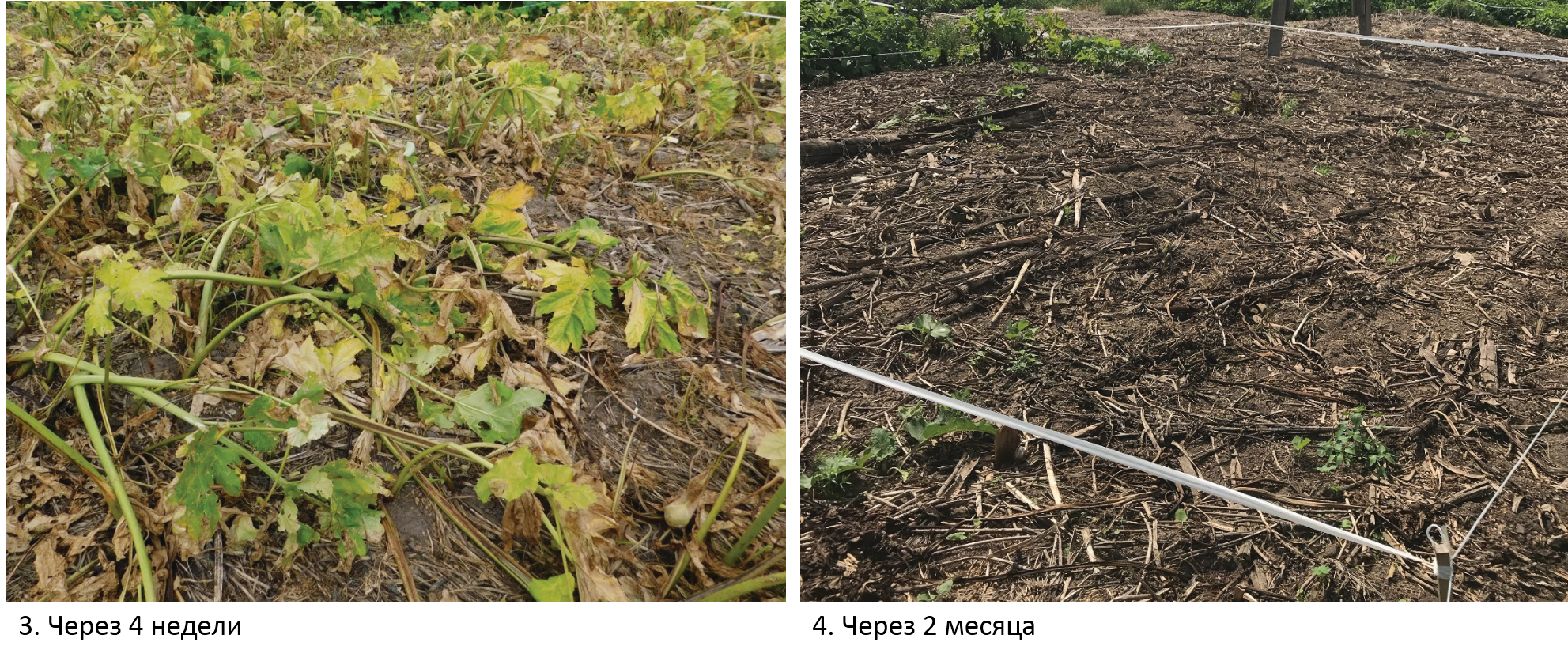 Спрут + зингер 2.png