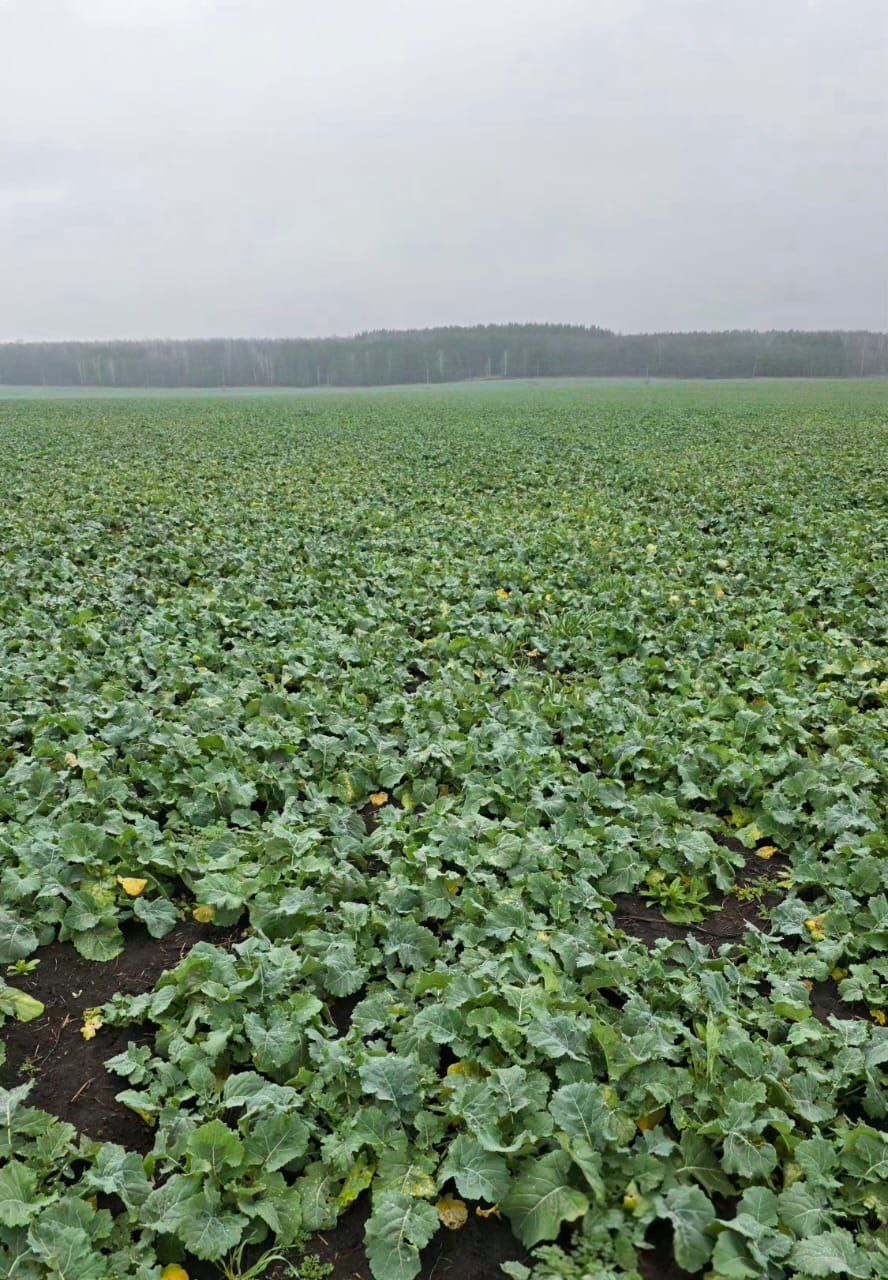 северянин1.jpg северянин1.jpg