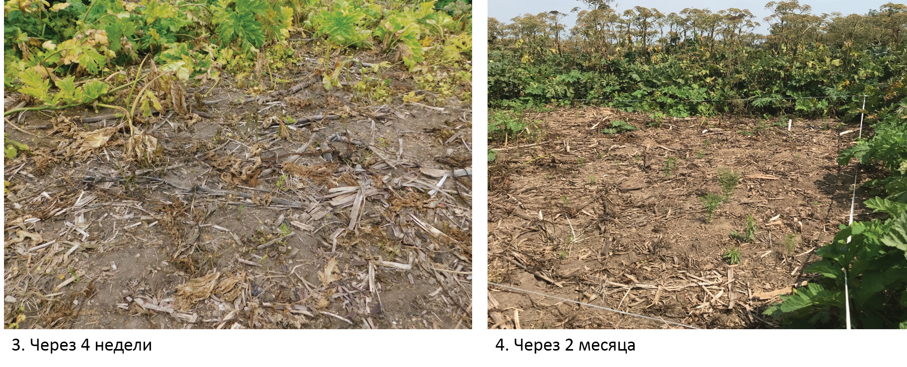 Спрут + Шквал 2.png