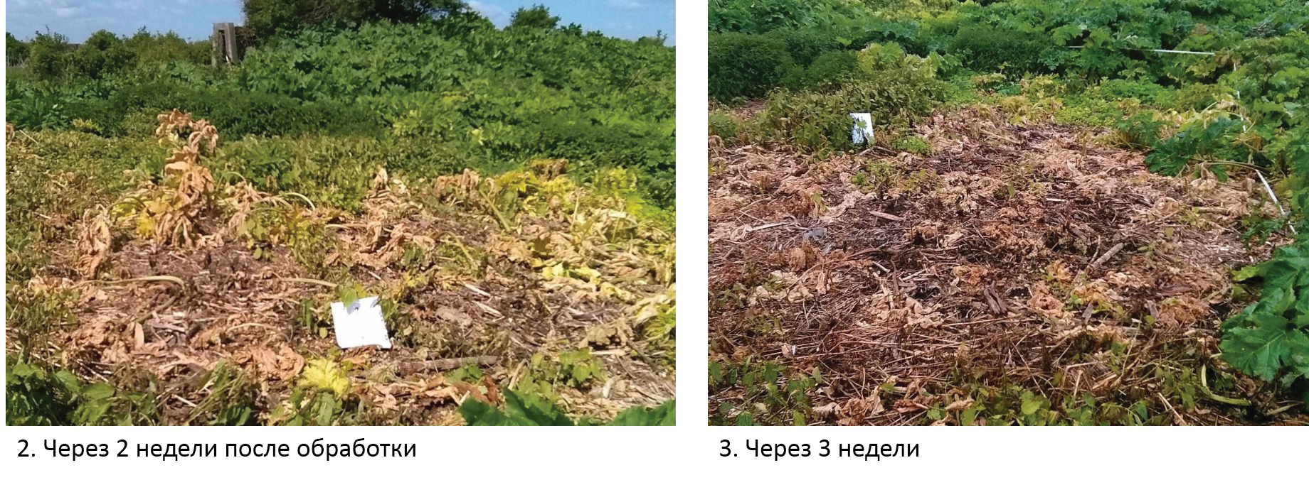 Спрут экстра 4 л.png