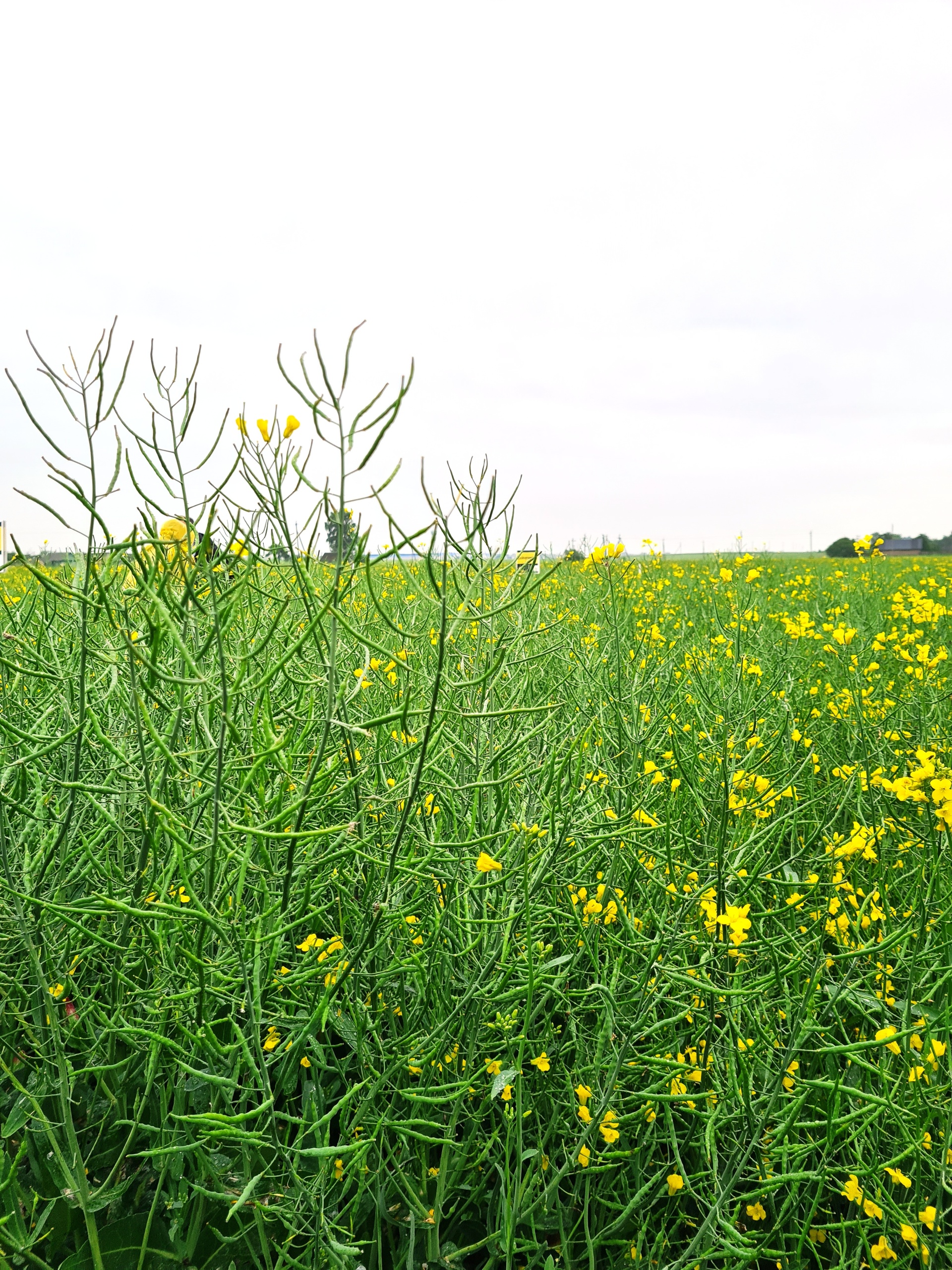 рапс.jpg рапс.jpg