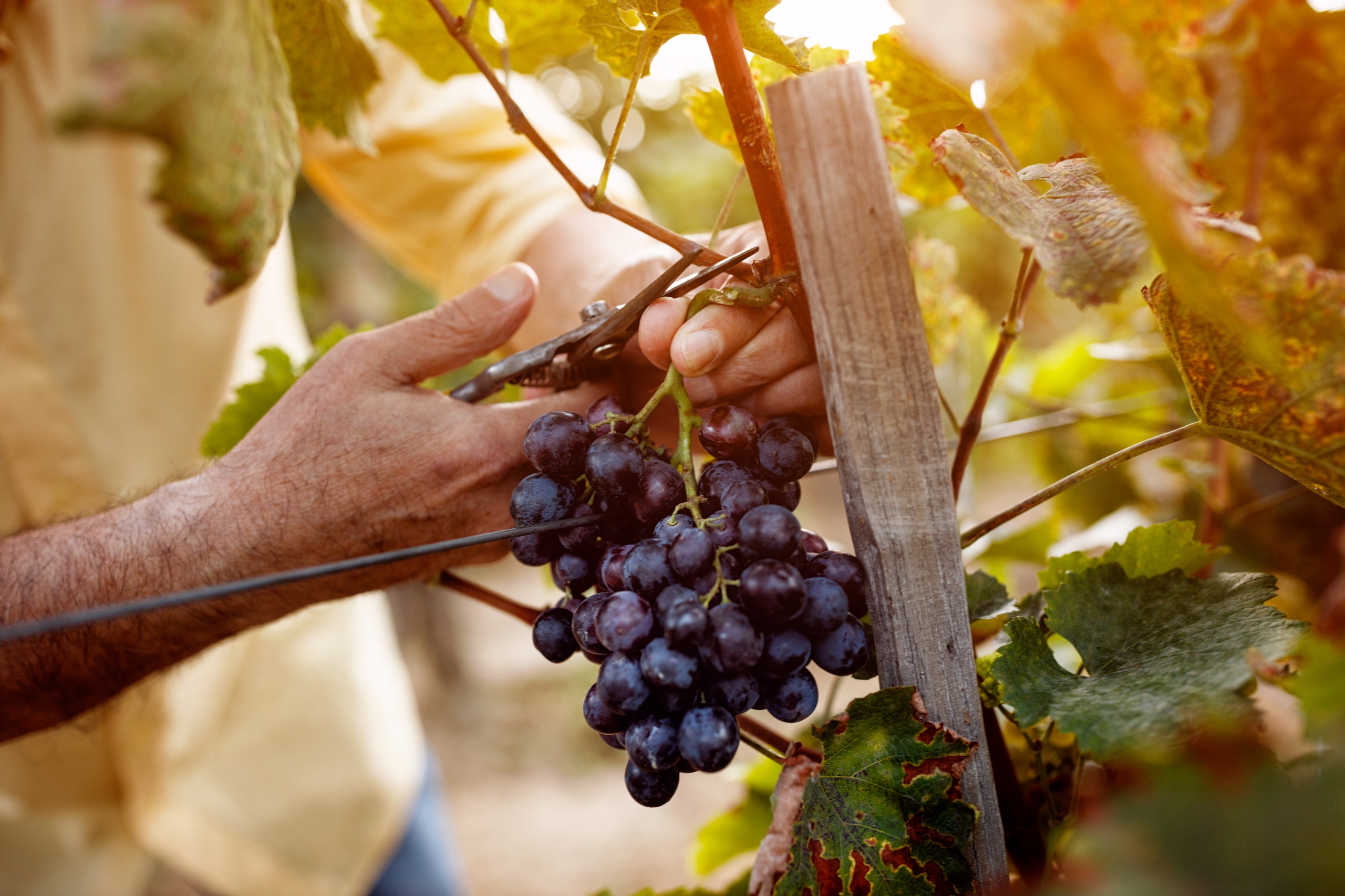 Новый виток развития виноградарства и виноделия в Уз��екистане