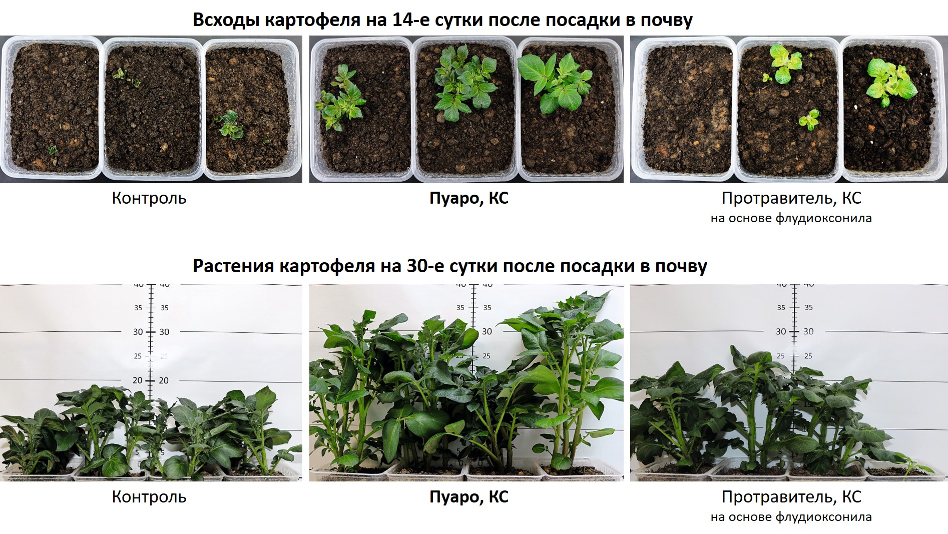 Пуаро всходы картофеля.jpg