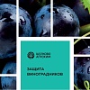Брошюра «Защита виноградников»