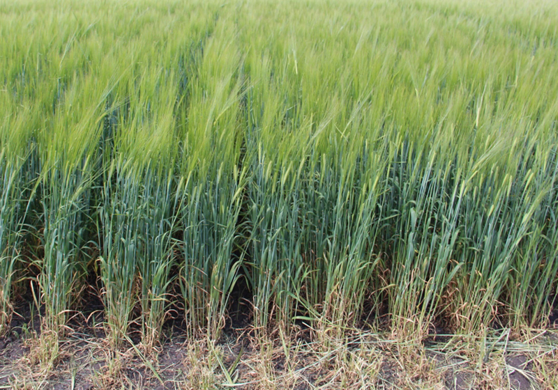 Опытное хозяйство «Дубовицкое»